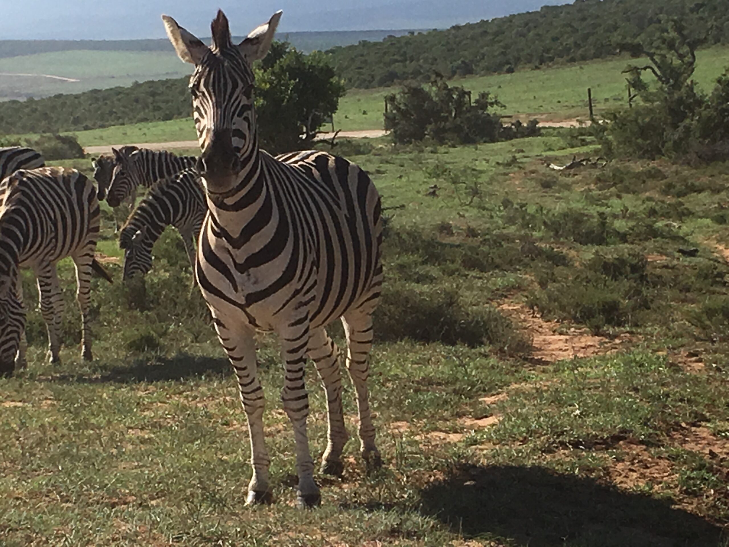 Zebra im Addo Park Südafrika