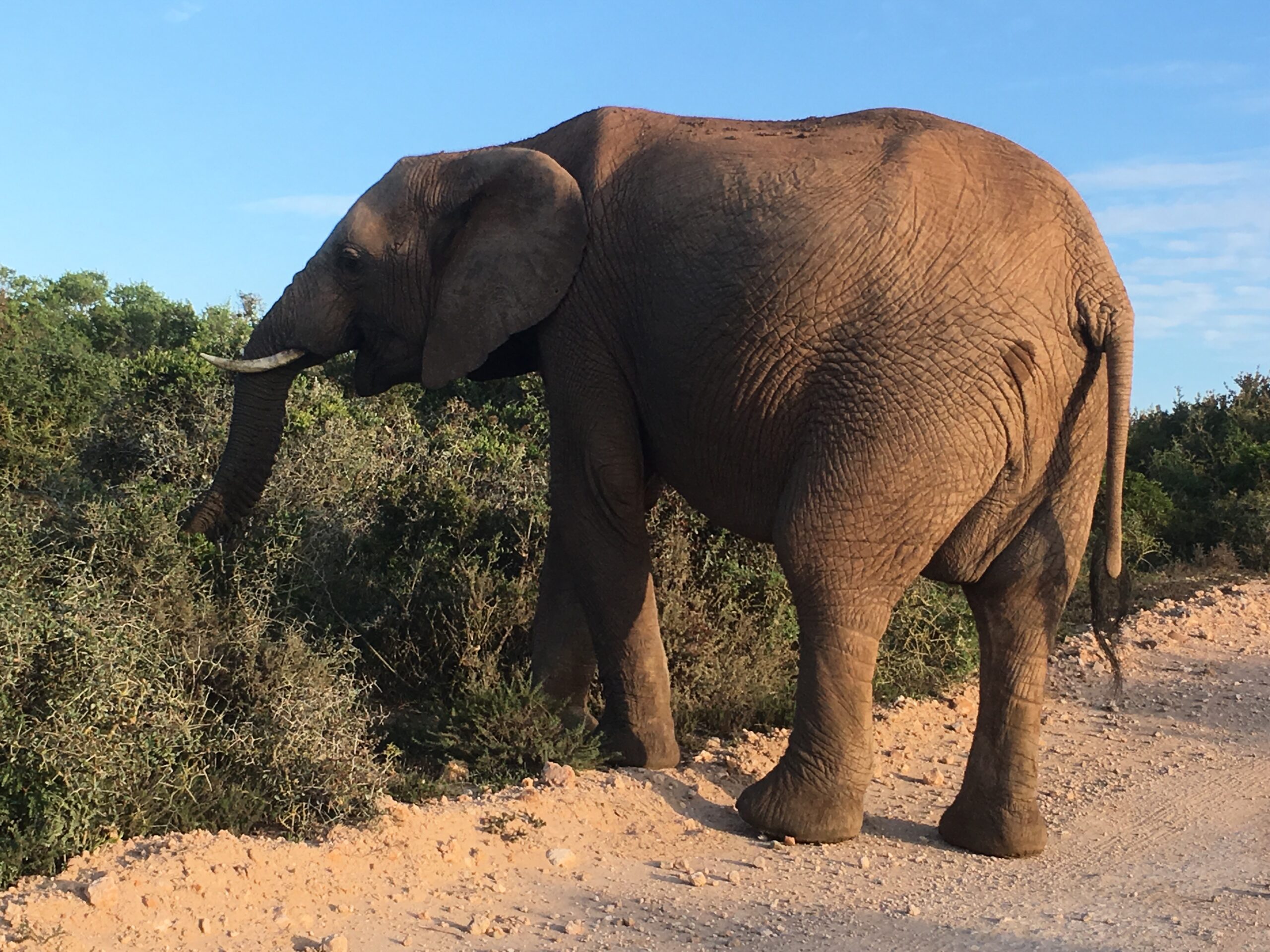FrühbucherReisen Südafrika